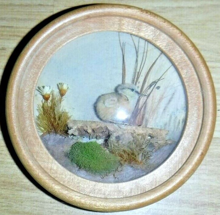 Woodcock Chick